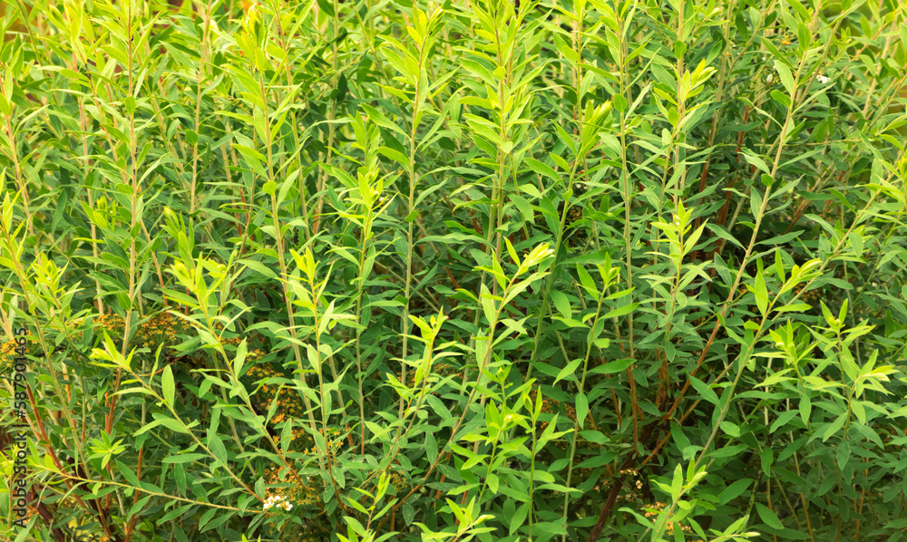 Fresh Green Spiraea Branches Texture Close up