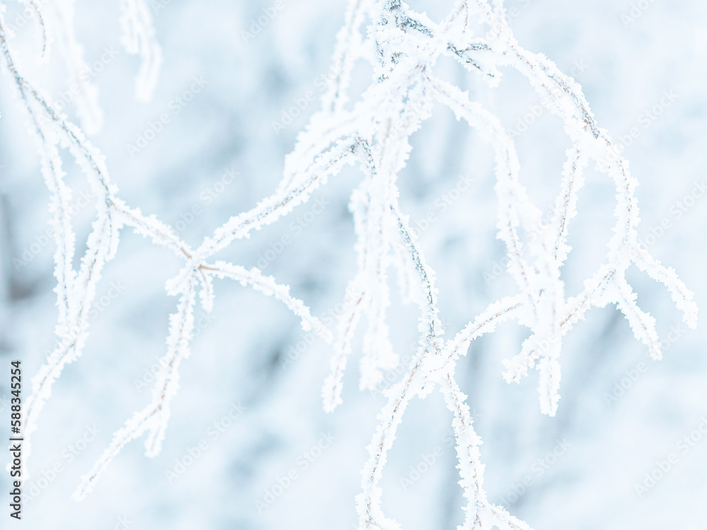 Snow and rime ice on the branches of bushes. Beautiful winter background with trees covered with hoa