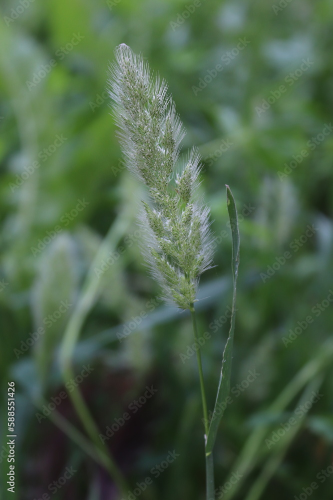 close up of grass