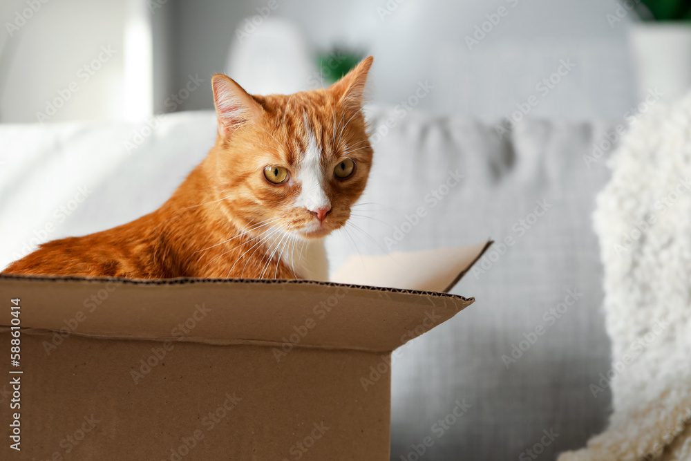 Funny cat in cardboard box on sofa at home, closeup