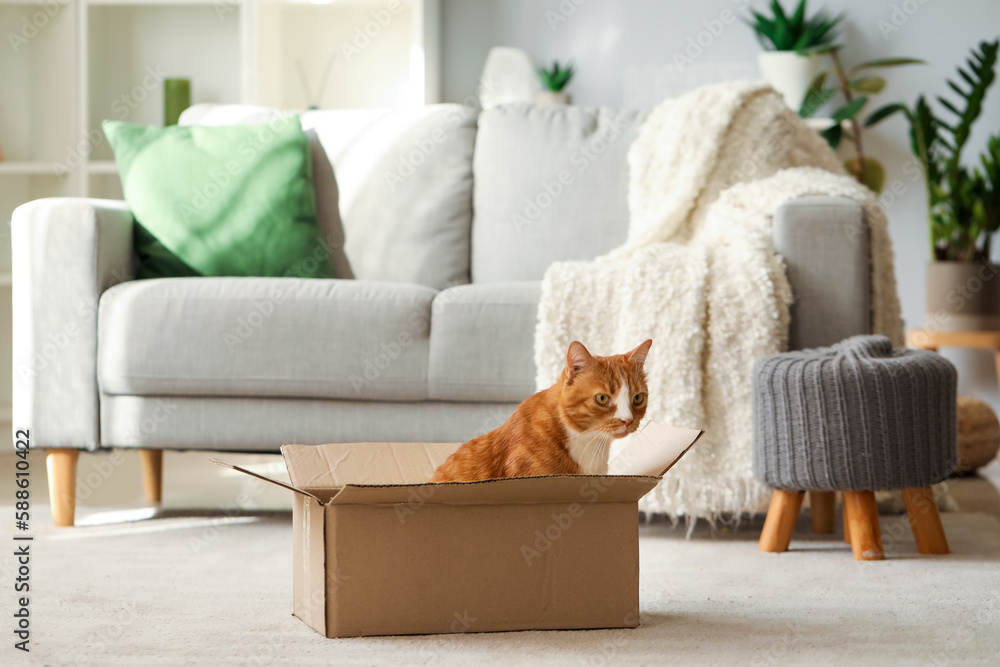 Funny cat in cardboard box at home