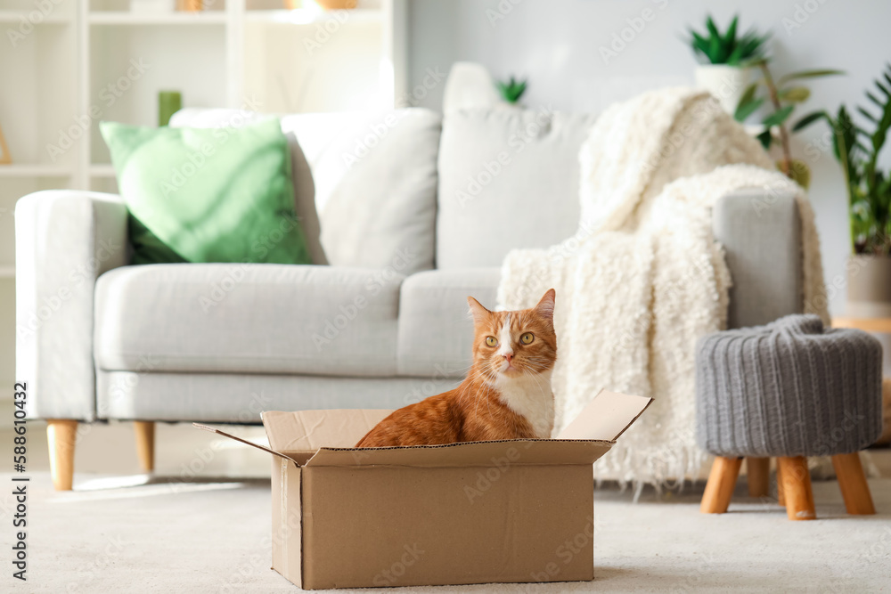 Funny cat in cardboard box at home