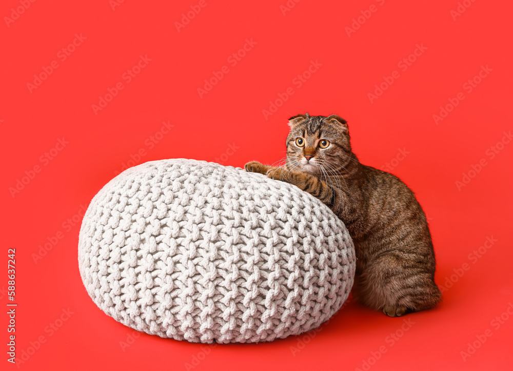 Striped Scottish fold cat with pouf on red background