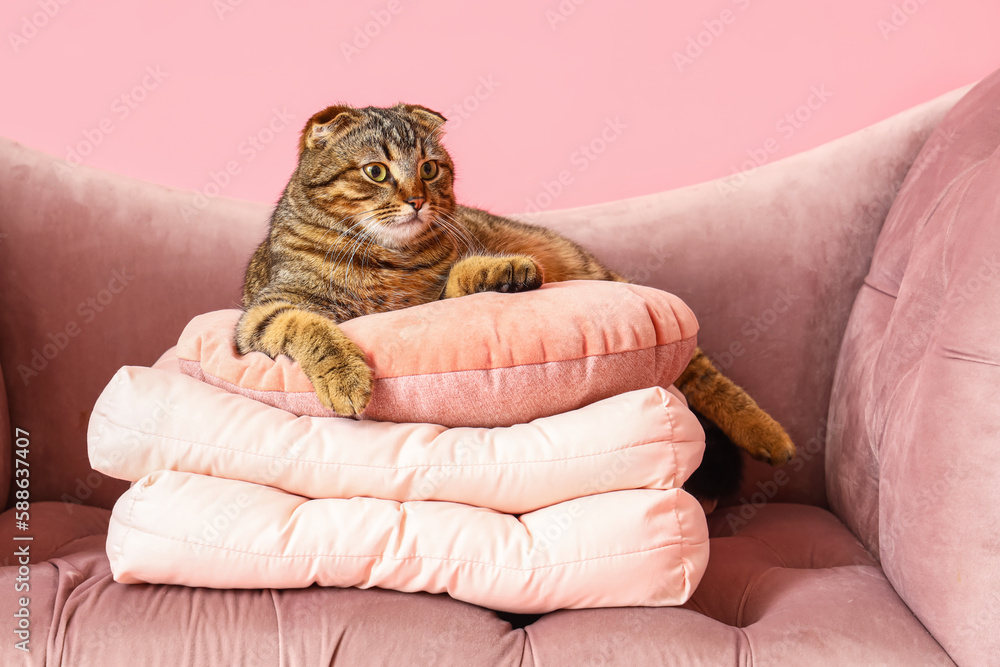 Striped Scottish fold cat with soft cushions on sofa against pink background