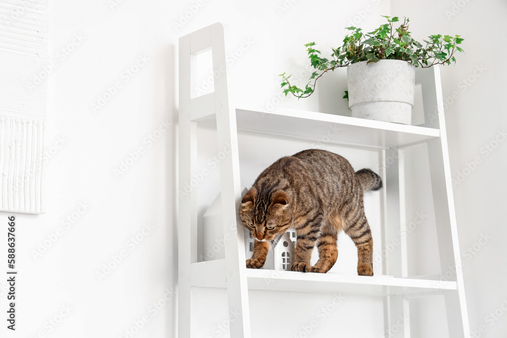 Curious Scottish fold cat on shelf at home