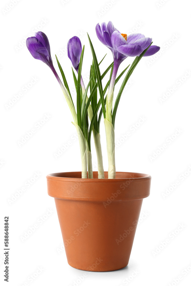 Pot with beautiful crocus flowers isolated on white background