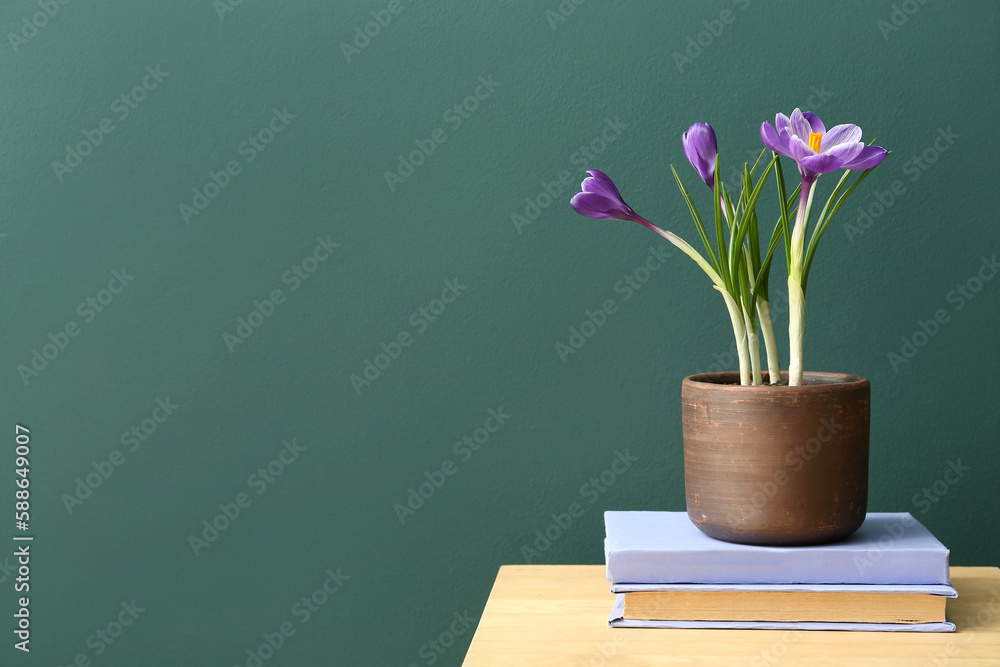 Pot with beautiful crocus flowers on stool and books near green wall