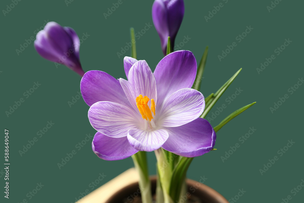 Beautiful crocus flower on green background, closeup