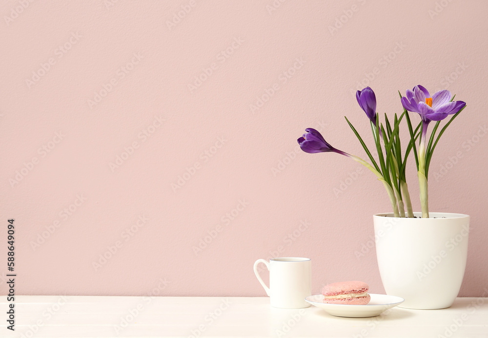 Pot with beautiful crocus flowers, cup and tasty macaroon on table near beige wall