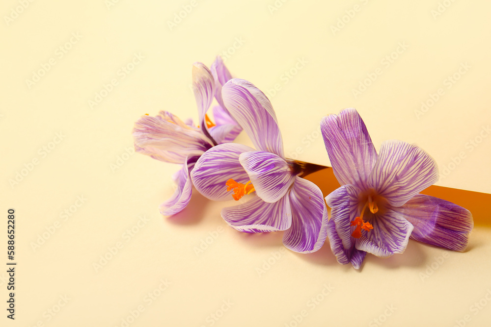 Beautiful Saffron flowers on yellow background, closeup