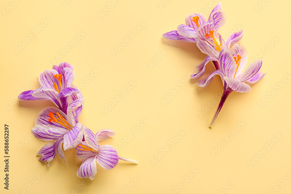 Beautiful Saffron flowers on yellow background