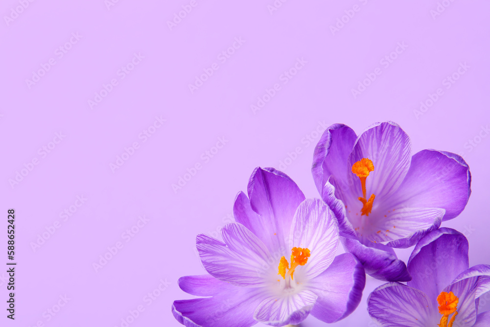 Beautiful Saffron flowers on lilac background, closeup