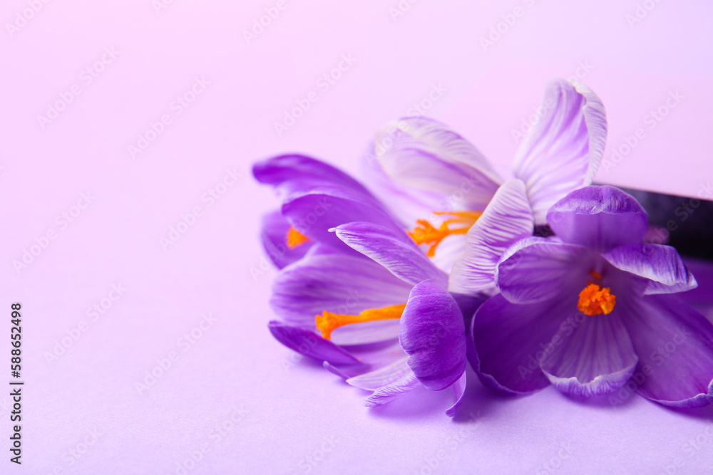 beautiful Saffron flowers on lilac background, closeup