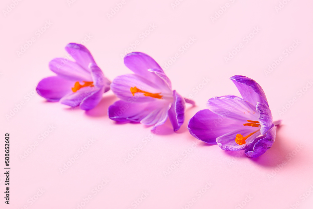 Beautiful Saffron flower on pink background