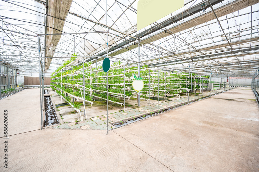 Soilless Hydroponic Celery in Panlong Vegetable Expo Garden, Xiangtan, China