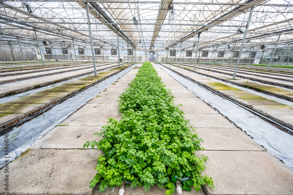 Organic celery grown in a greenhouse