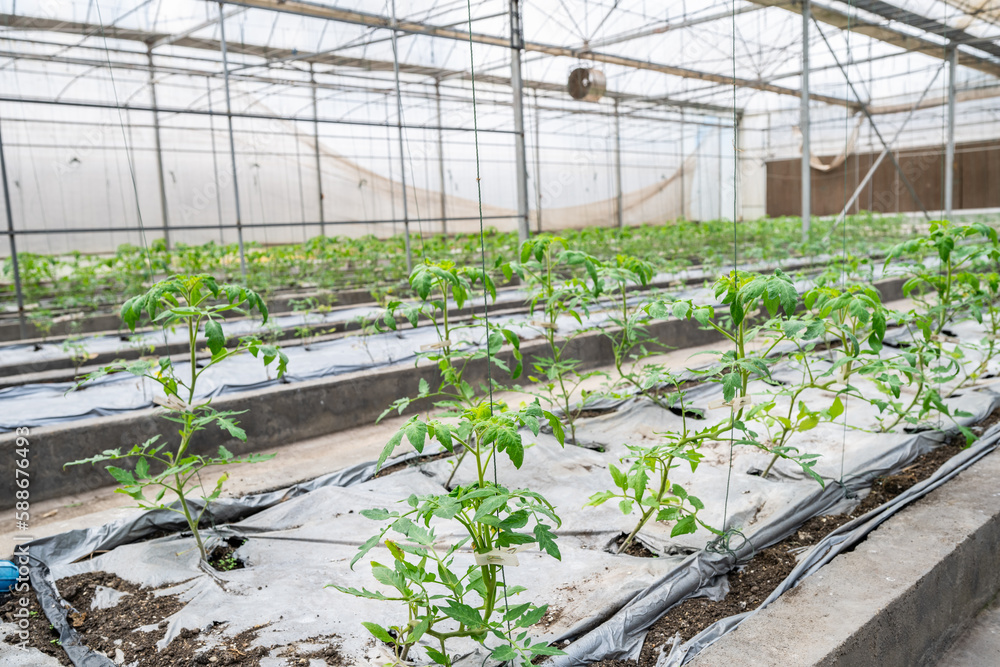 Organic tomatoes grown in a greenhouse