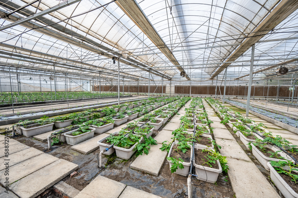 Organic potatoes grown in a greenhouse