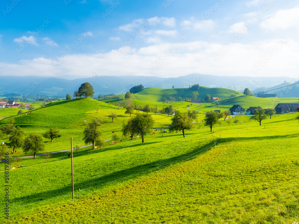 Tree on top of the hill. Landscape before sunset. Fields and pastures for animals. Agricultural land