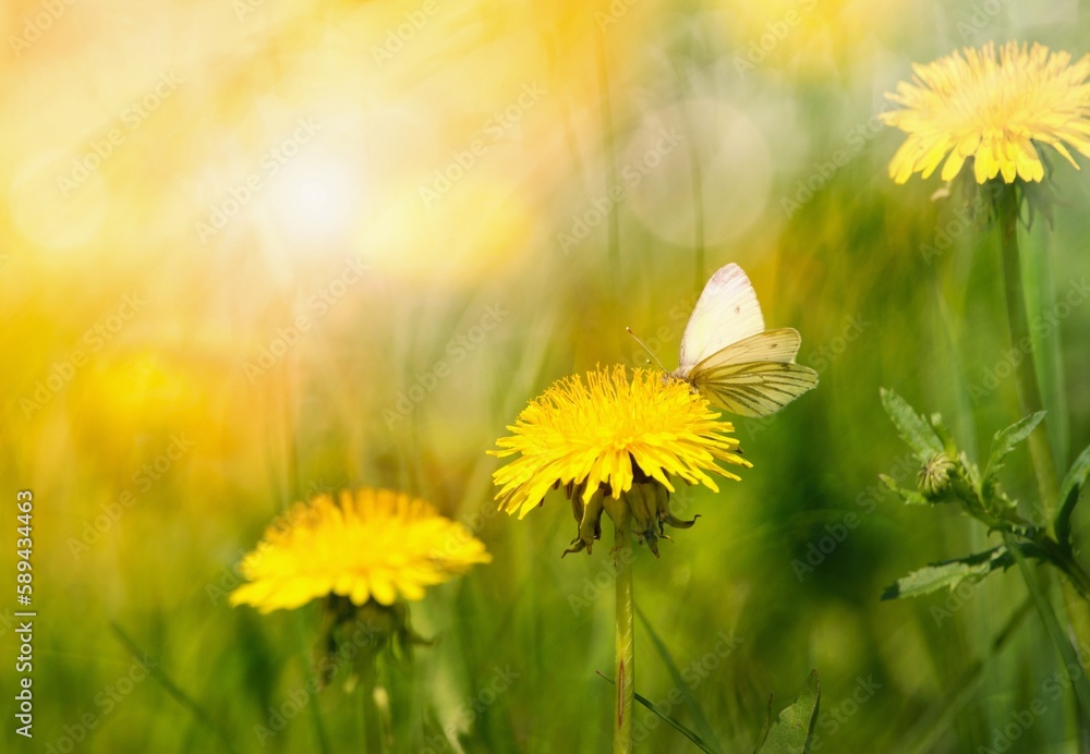 Beautiful blooming dandelions and white butterfly in the spring meadow