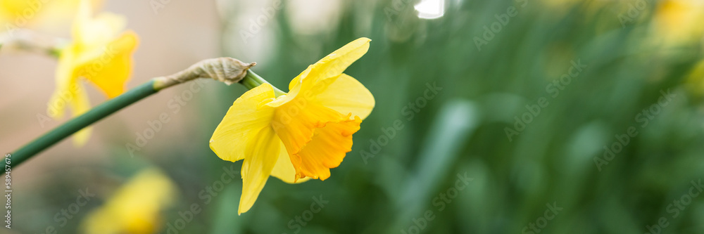 Flowering daffodils in the spring