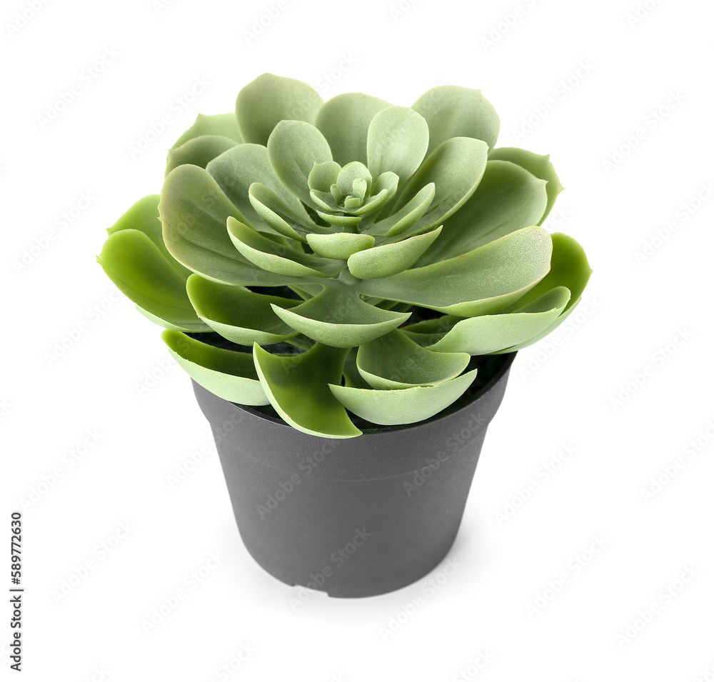 Artificial succulent on white background