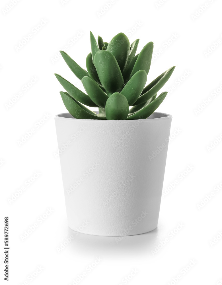 Artificial succulent on white background