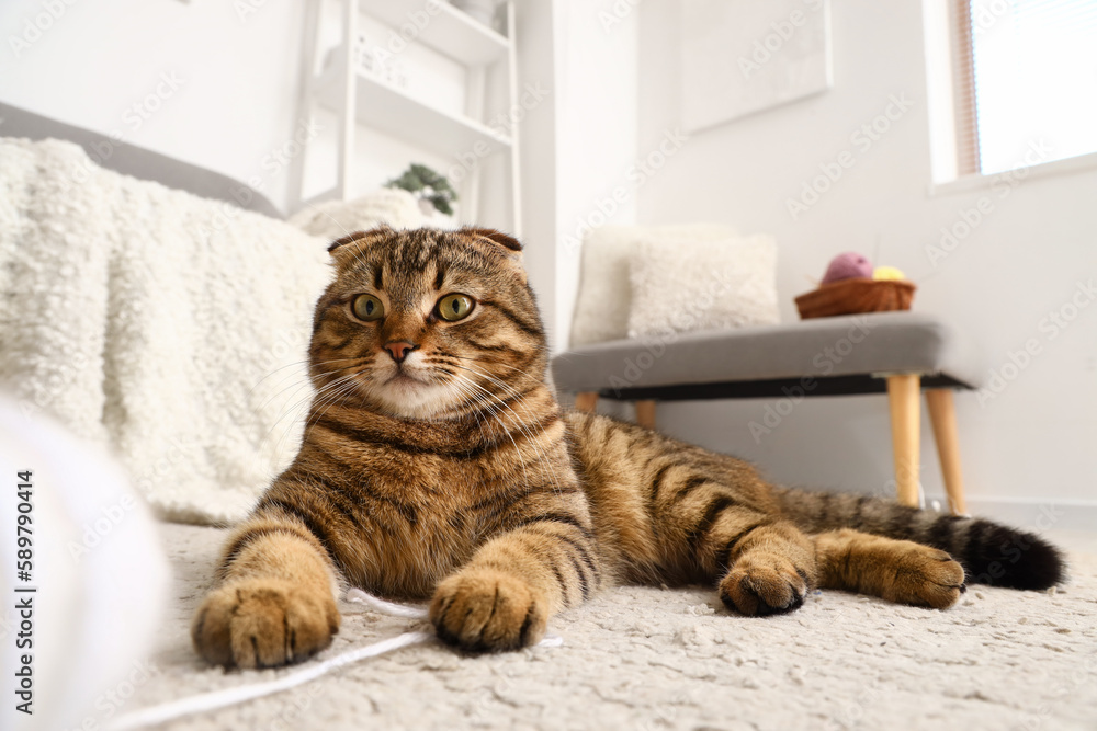 Striped Scottish fold cat lying on carpet at home