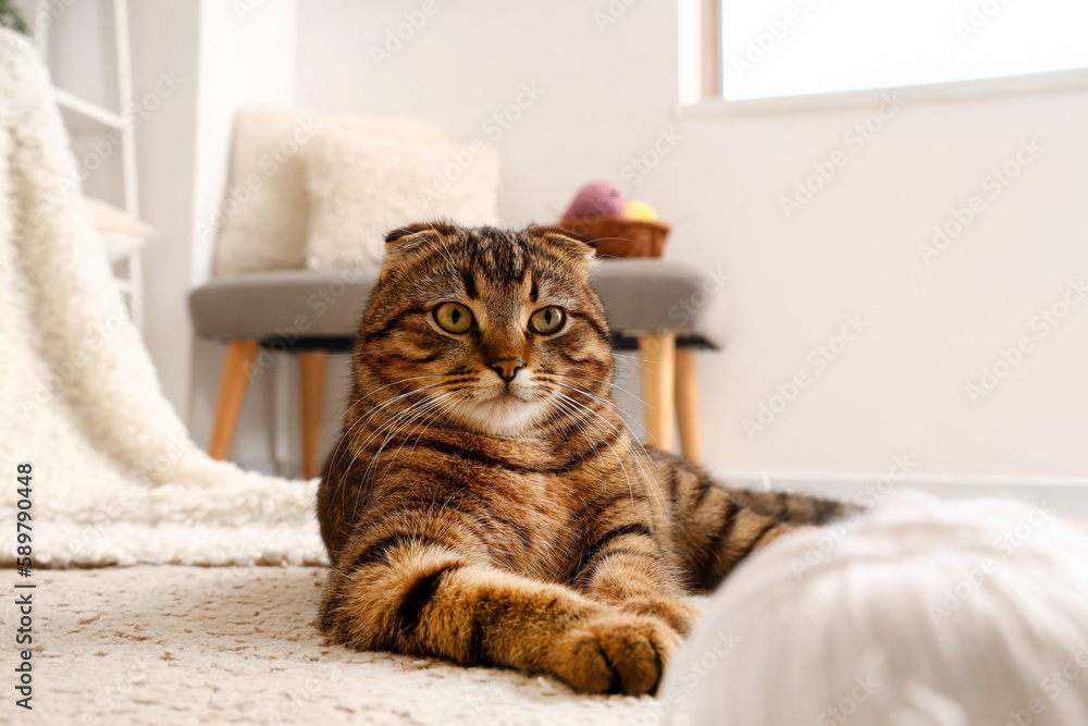 Striped Scottish fold cat lying on carpet at home