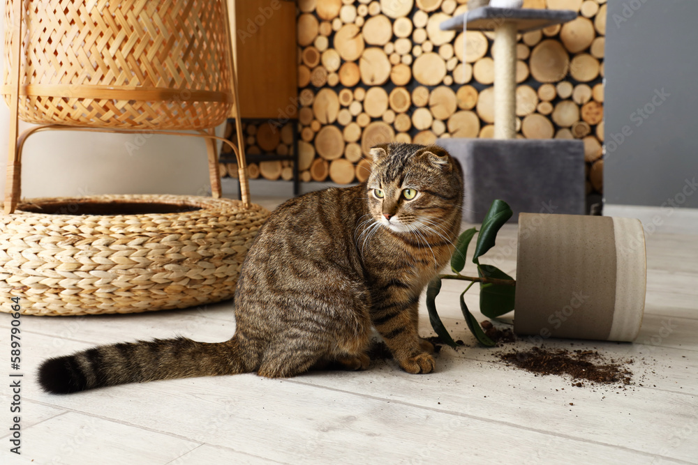 Cute cat and dropped pot with houseplant on floor