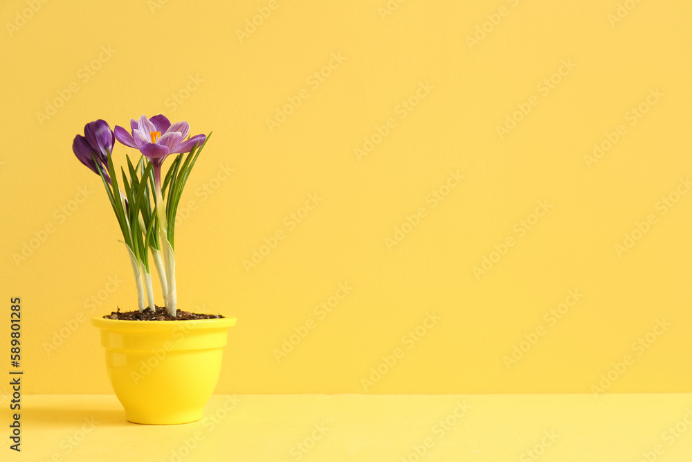 Pot with beautiful crocus flowers on table near yellow wall