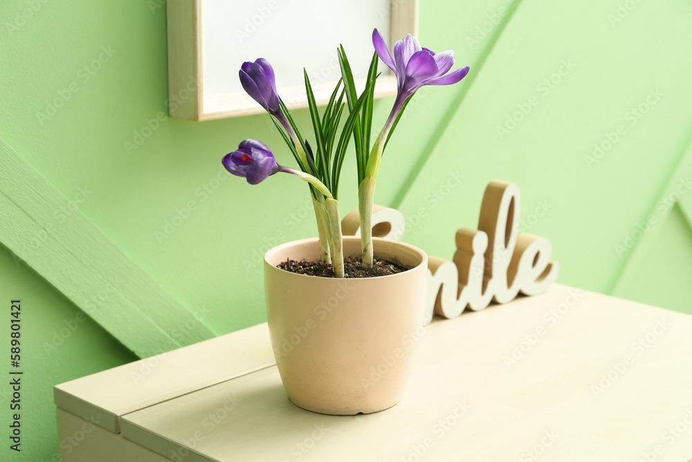 Pot with beautiful crocus flowers on table near green wall, closeup