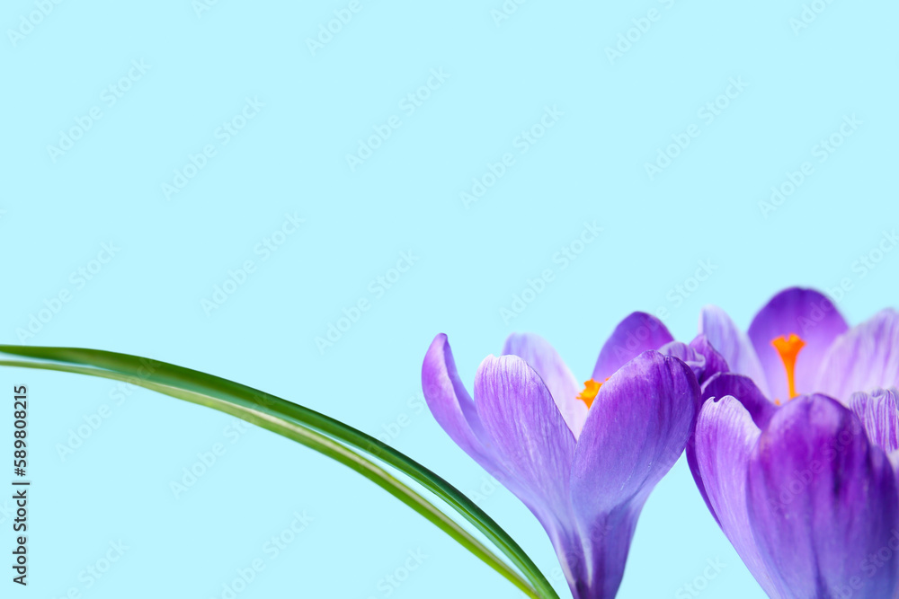 Beautiful Saffron flowers on blue background