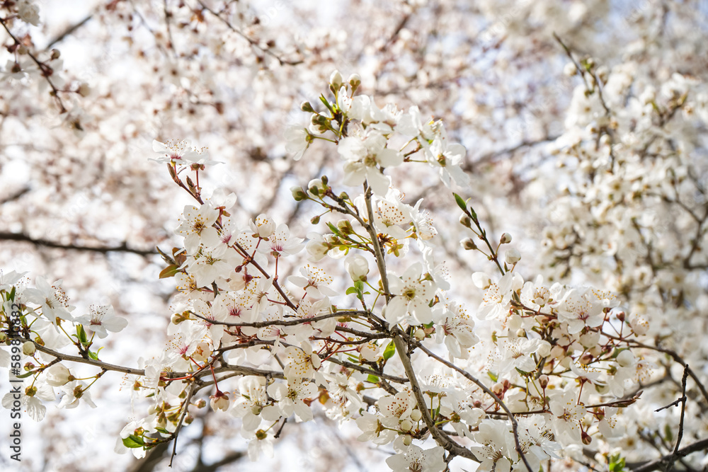 Beautiful blossoming tree on spring day, closeup