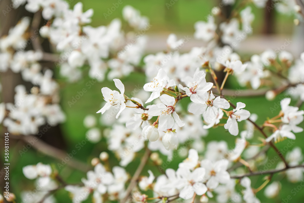 Beautiful blossoming branch outdoors, closeup