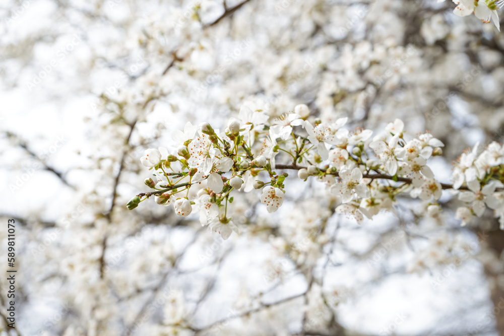 Beautiful blossoming branches outdoors, closeup