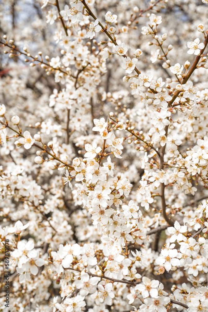 Beautiful blossoming tree on spring day, closeup