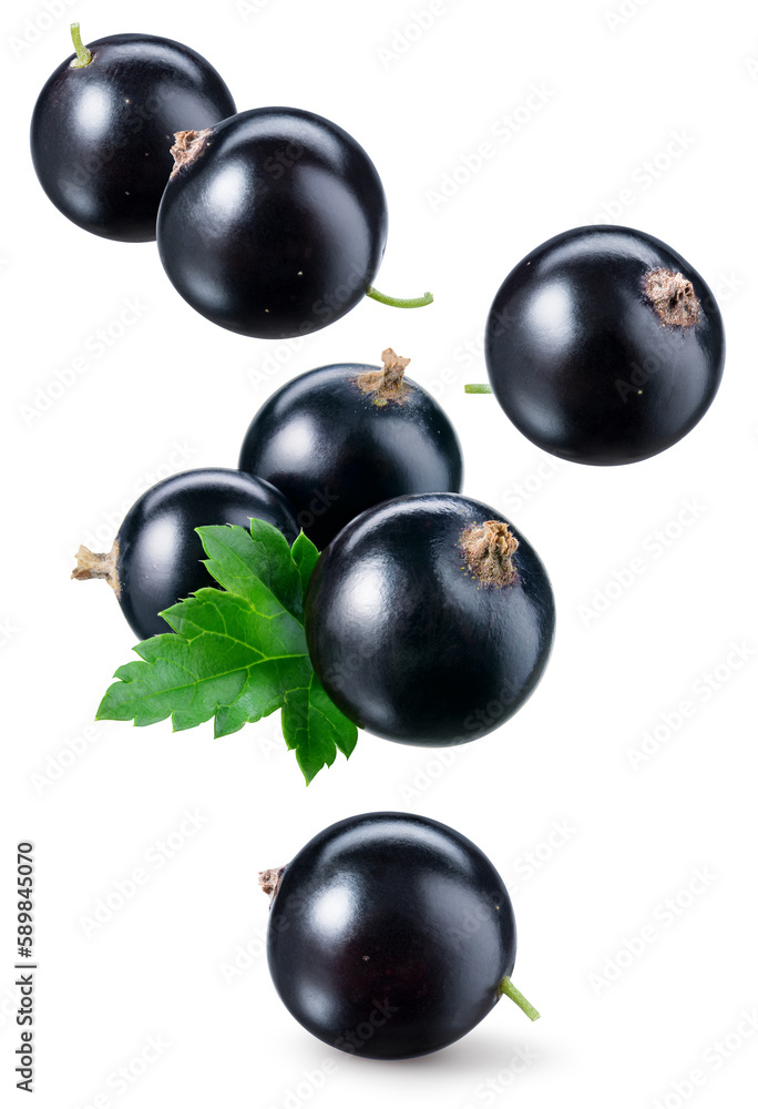 Black currant isolated. Currant black flying on white background. Perfect retouched currant berry wi