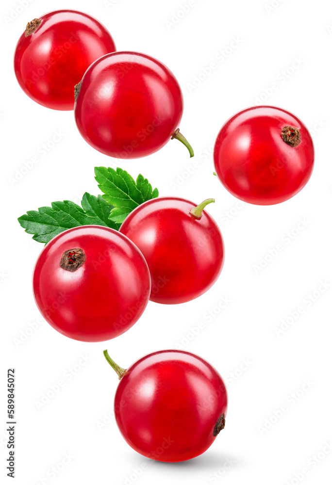 Red currant isolated. Currant red on flying on white background. Perfect retouched currant berry wit