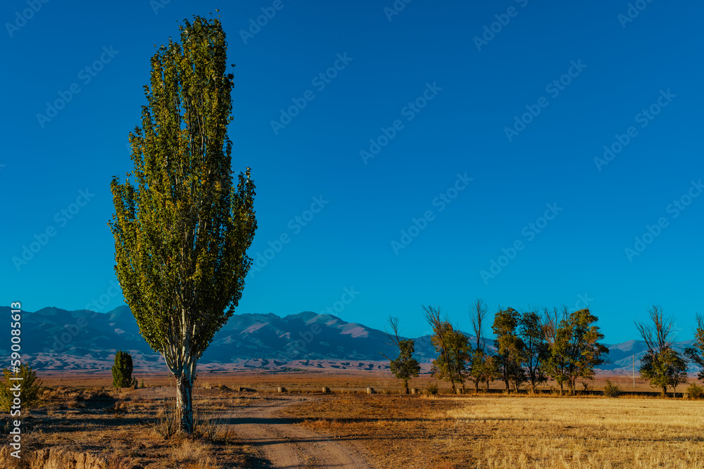 Autumn landscape with poplars in mountains, Kyrgyzstan