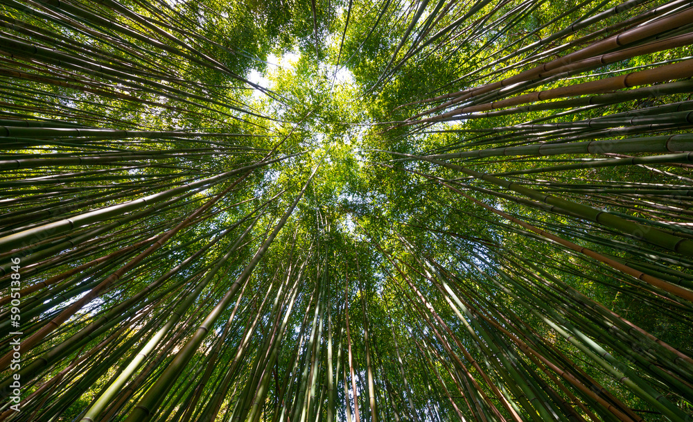 bamboo forest - fresh bamboo background