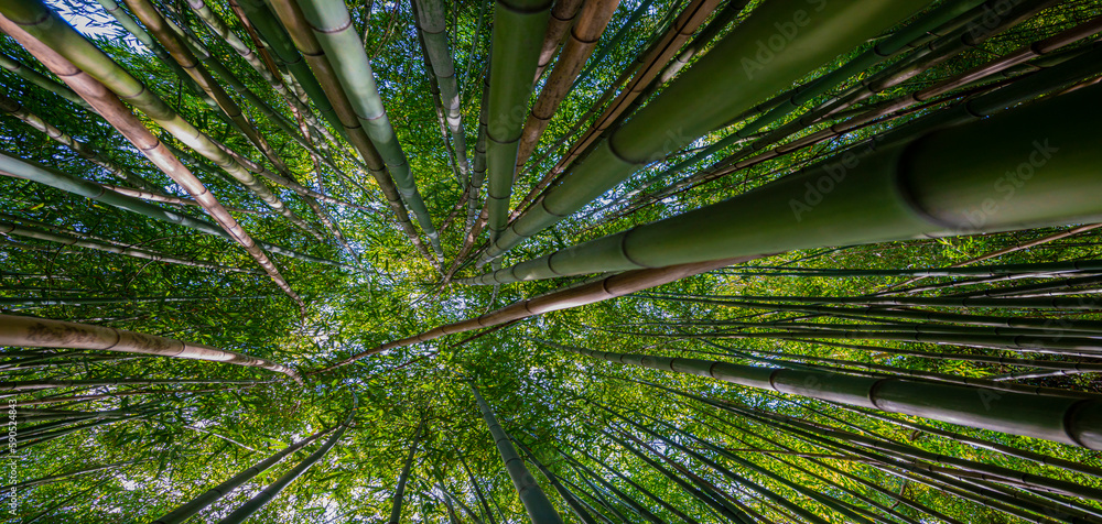 bamboo forest - fresh bamboo background