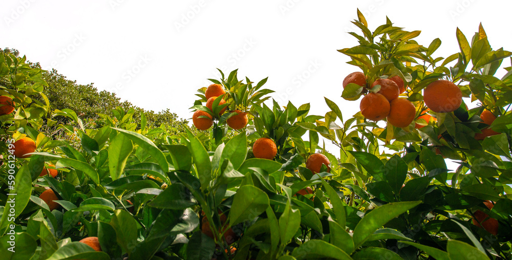 orange tree in the detail (Bitter orange, Sour Orange - bigarade)