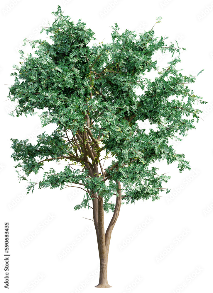 Big green tree isolated, 3d rendering