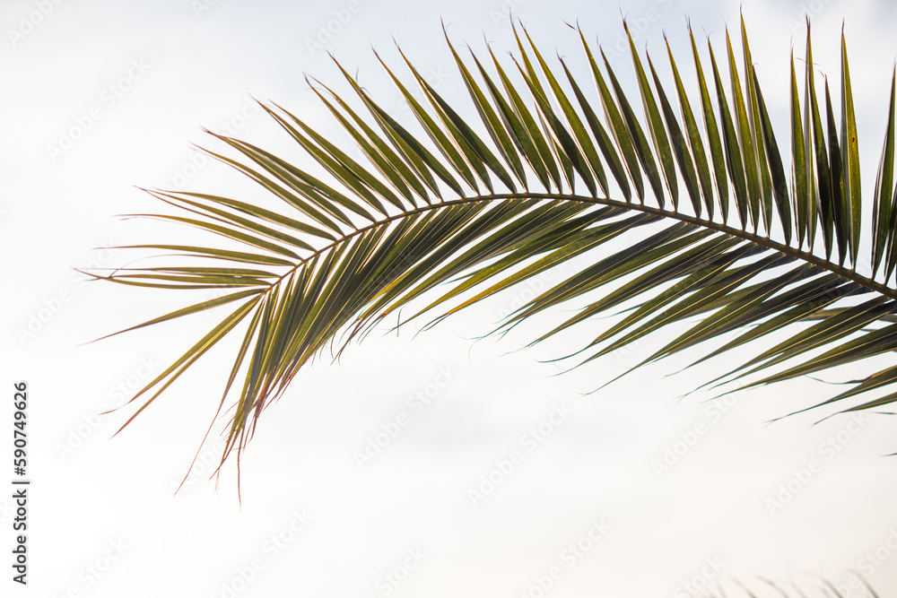 Green palm leaves against the blue sky, tropical paradise background.