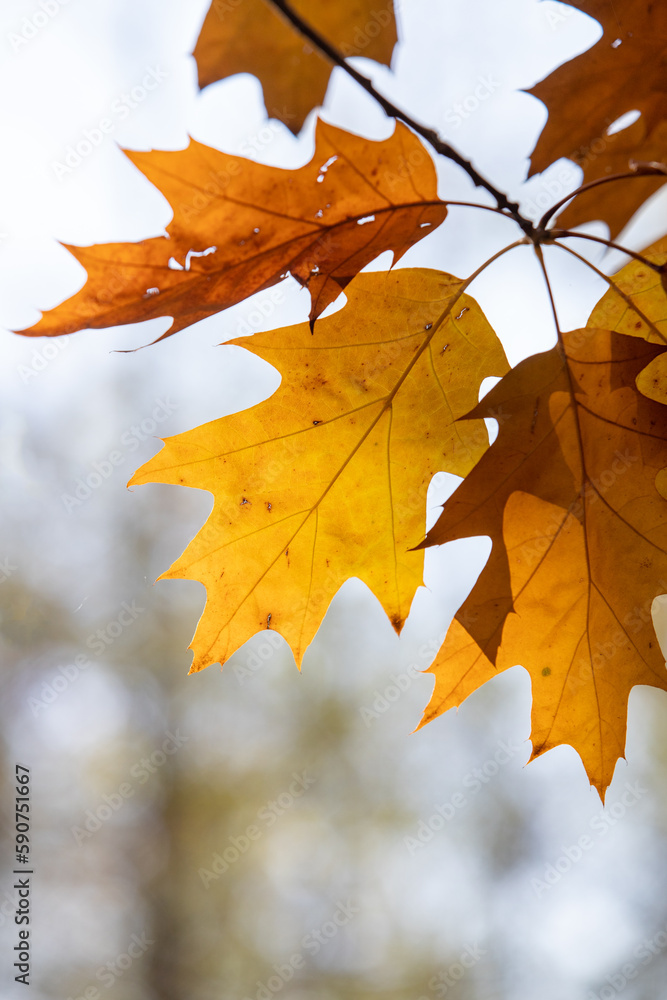 Yellow autumn maple leaves against the blue sky.