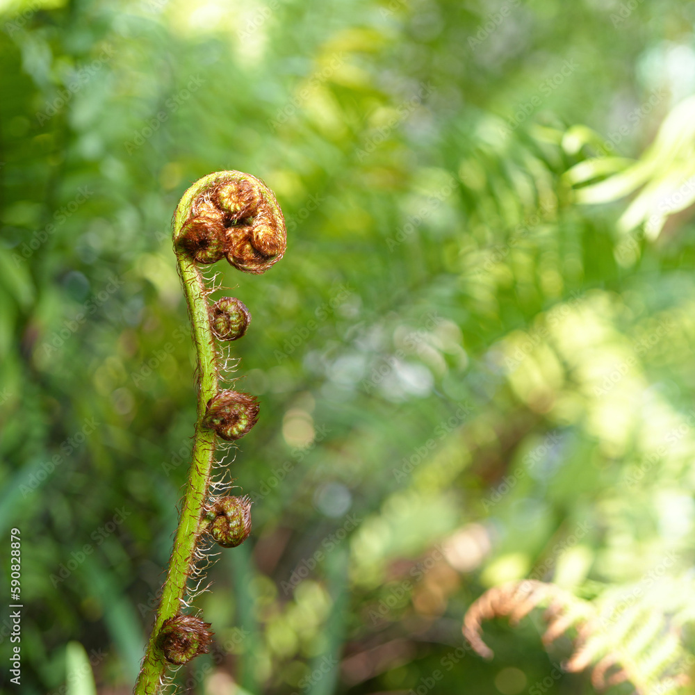 Close up of green fern sprout leaves texture