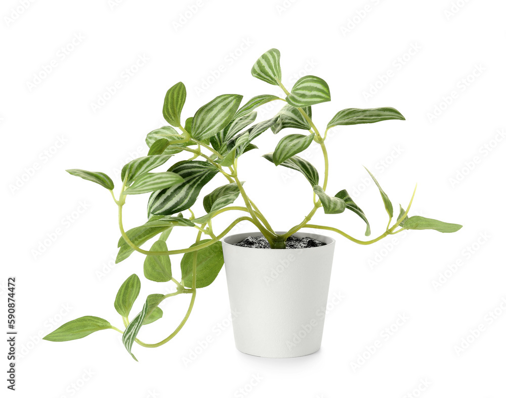 Artificial plant on white background