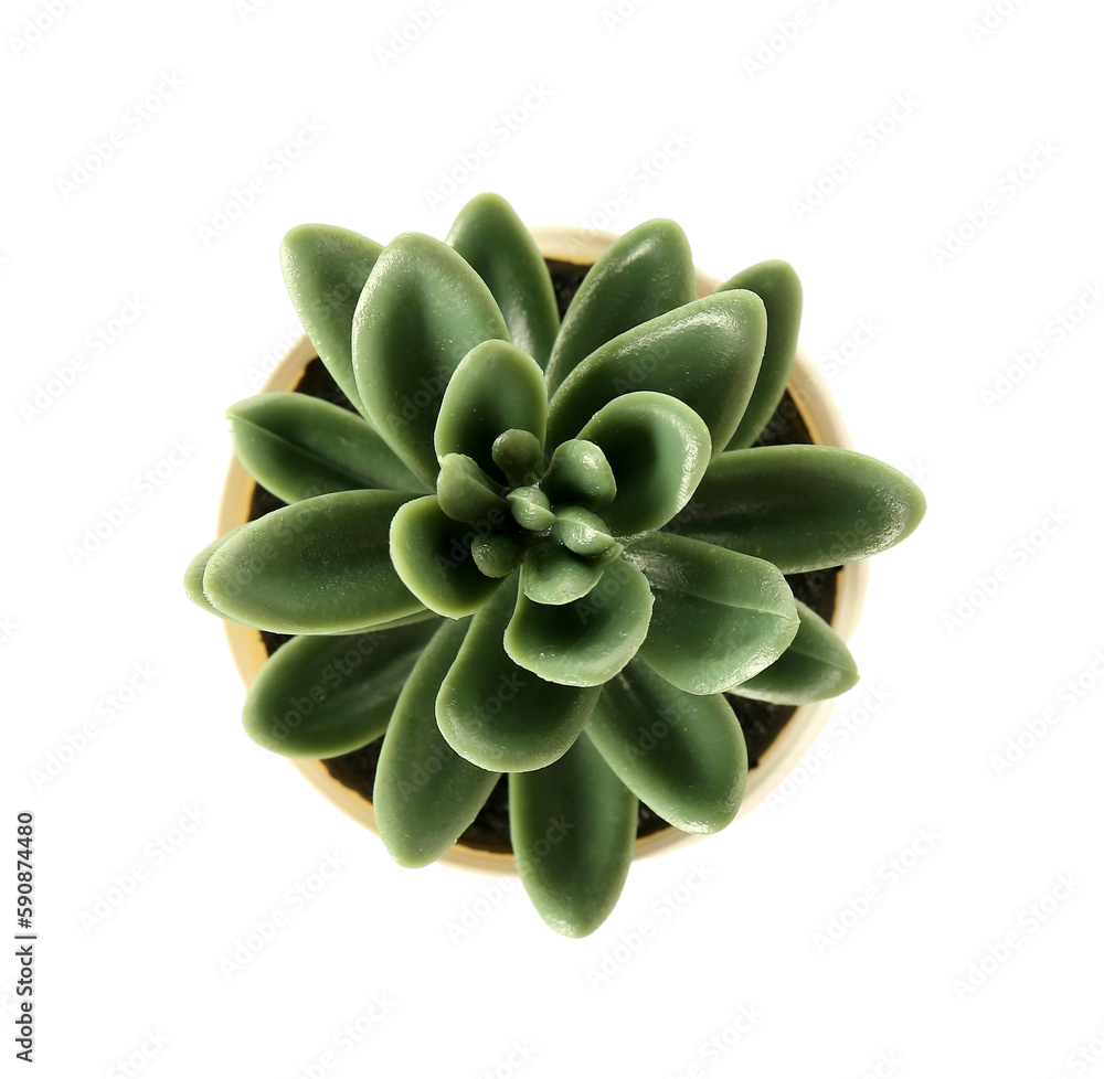 Artificial succulent on white background, top view