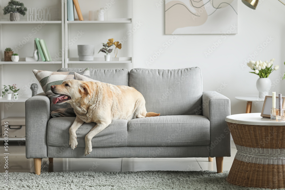 Cute Labrador dog lying on grey sofa at home